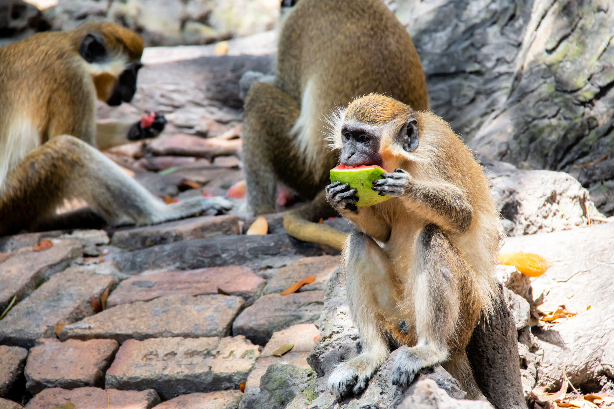 Barbados Wildlife Reserve – A Supreme Wildlife Exploration