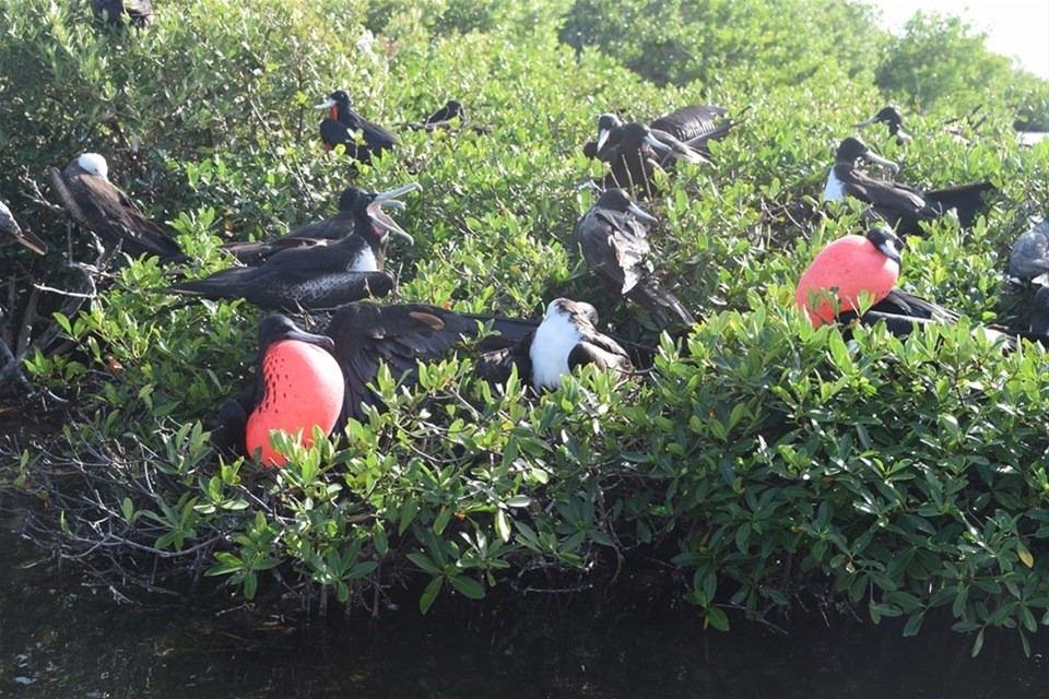 Barbuda's Frigate Bird Sanctuary