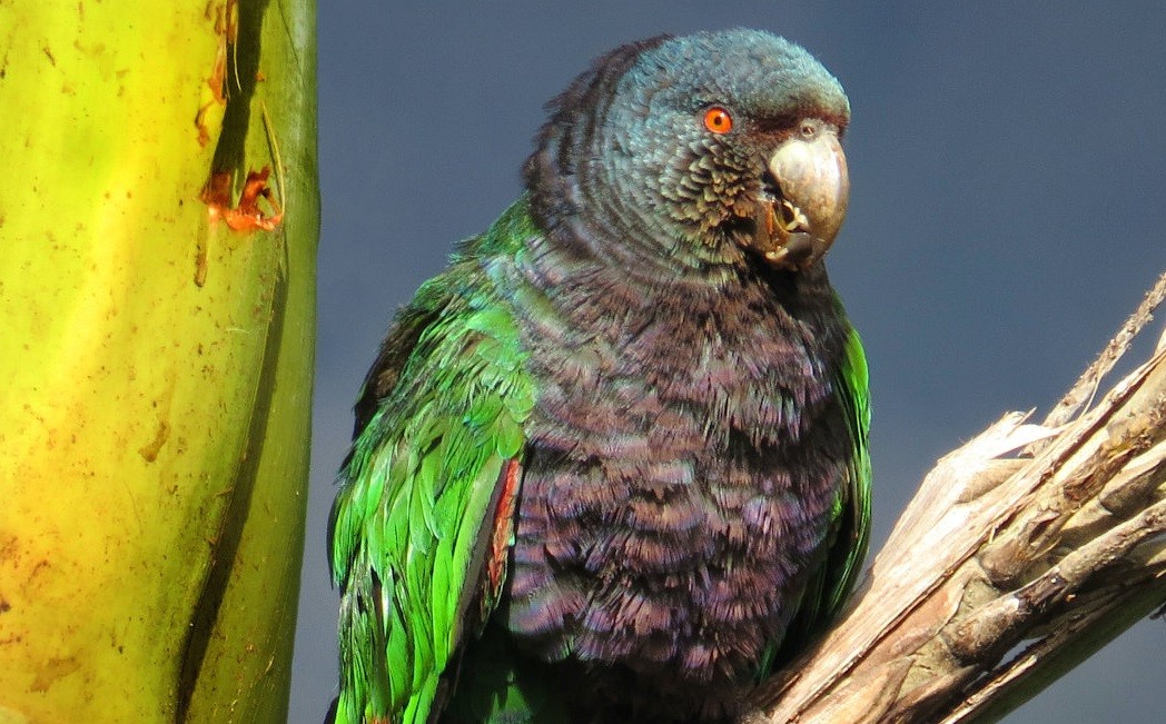 The Dominica Botanical Gardens 